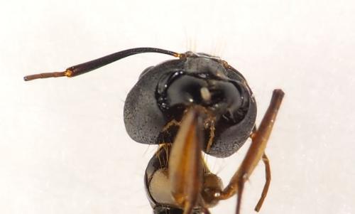 Réf. 281 764 : Camponotus sp.